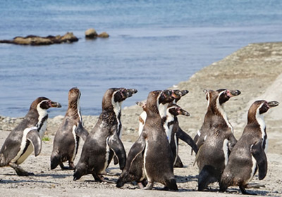 The Penguin Hike to the Sea (Marine mammal park)
