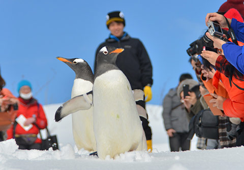 Penguin Snow Walk