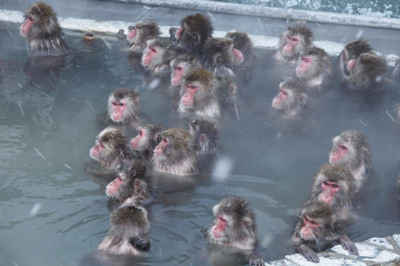 Hakodate Tropical Botanical Garden