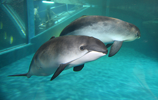 Read more about the article Otaru Aquarium, the normal season has begun from March 20, 2021.