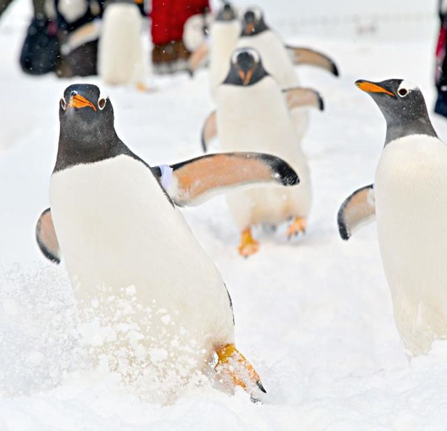 Read more about the article Otaru Aquarium, the winter season has begun from December 11, 2021.